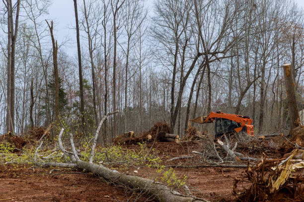 How Our Tree Care Process Works  in  Mantachie, MS